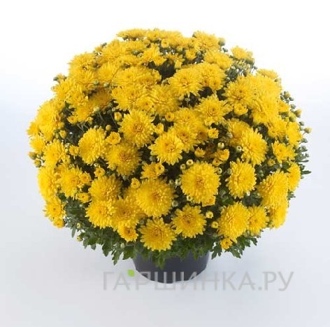 Хризантема мультифлора Бранкин Санни