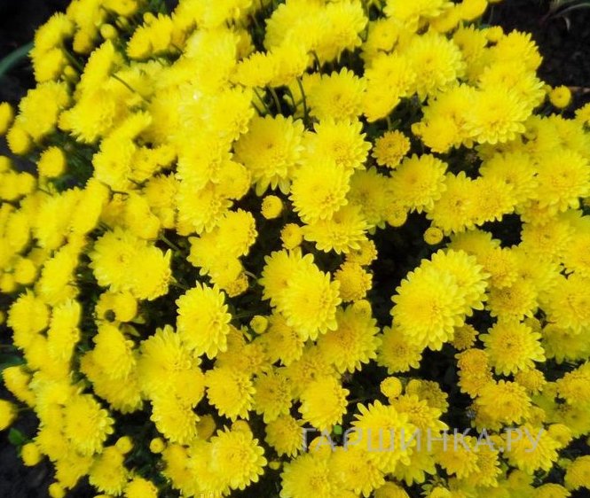Хризантема мультифлора Брансаунд Лемон