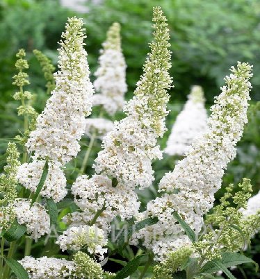 Буддлея Давида Уайт Профьюжн