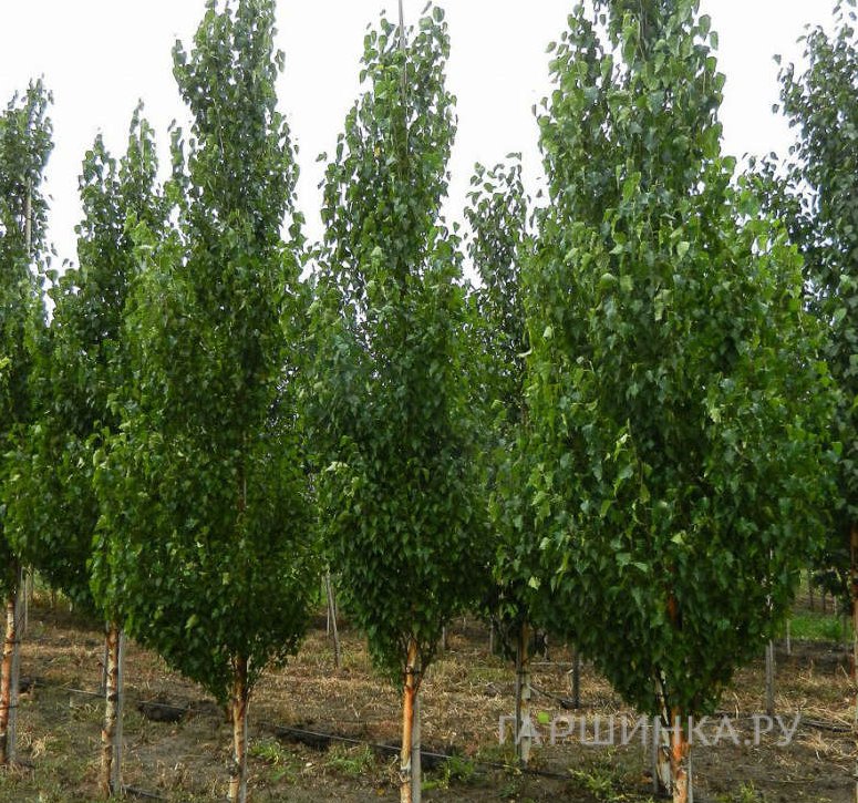 Береза Фастигиата