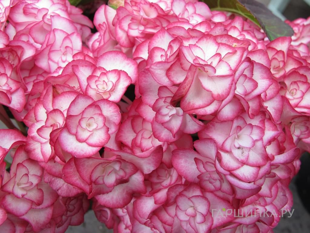 Гортензия Мисс Саори крупнолистная ремонтантная (серия Ты и Я)