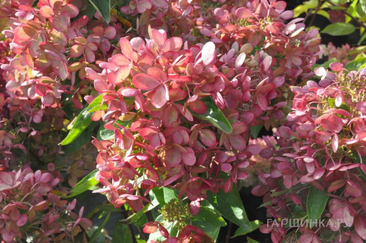 Гортензия Пастель Грин (Пастельно-зеленый) метельчатая