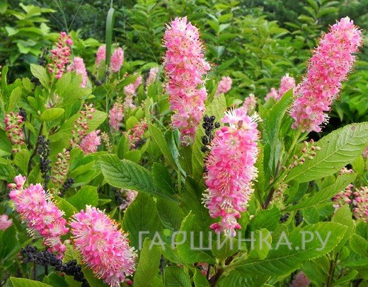 Клетра Руби Спайс