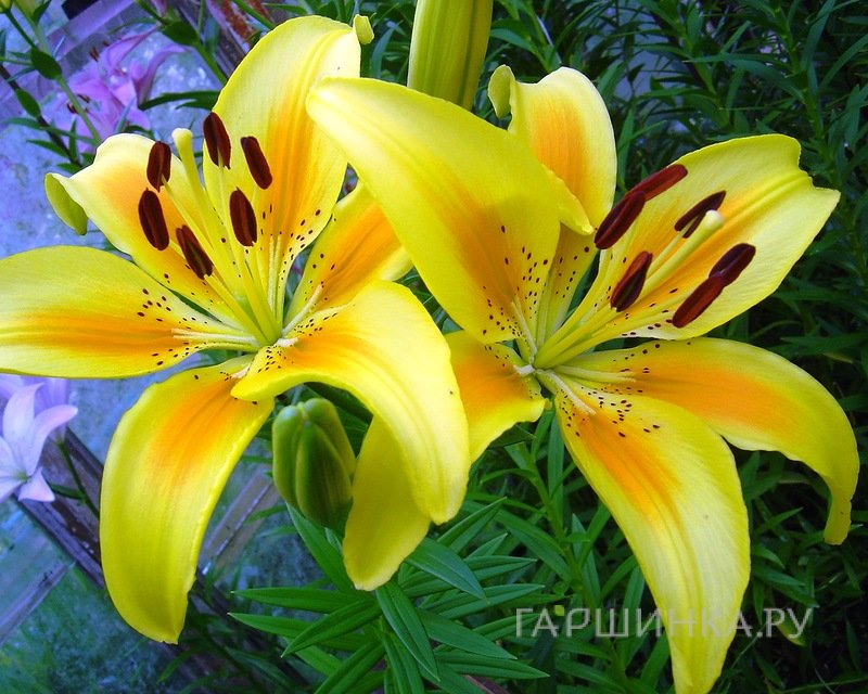 Лилия Полианна азиатская/2шт