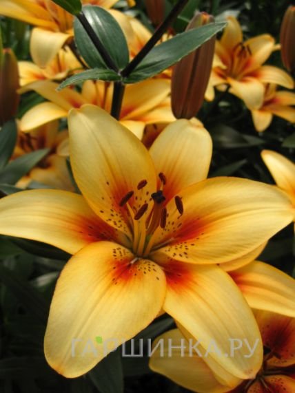 Лилия Тату азиатская/2шт