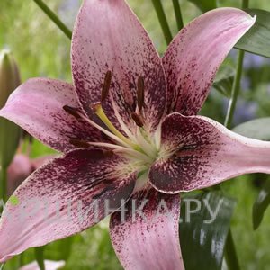 Лилия Тезире азиатская/2шт