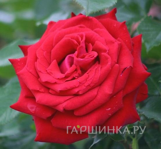 Роза Гельмут Коль Роуз чайно-гибридная, Тантау (лиц)