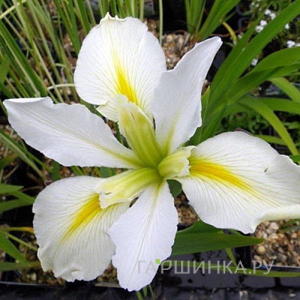 Ирис луизианский Гер Хайнесс