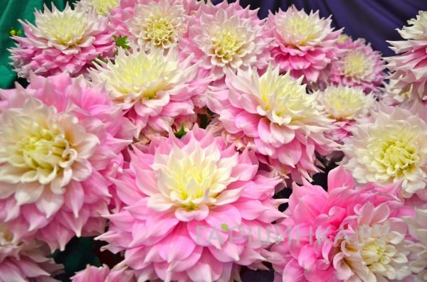 Георгина Гитс Перфекшн (МАКСИ) декоративная