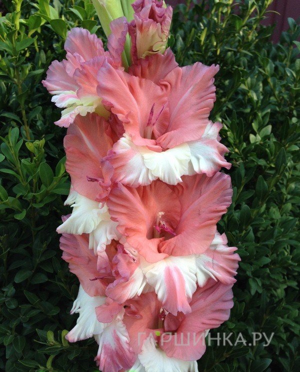 Гладиолус Портрет незнакомки