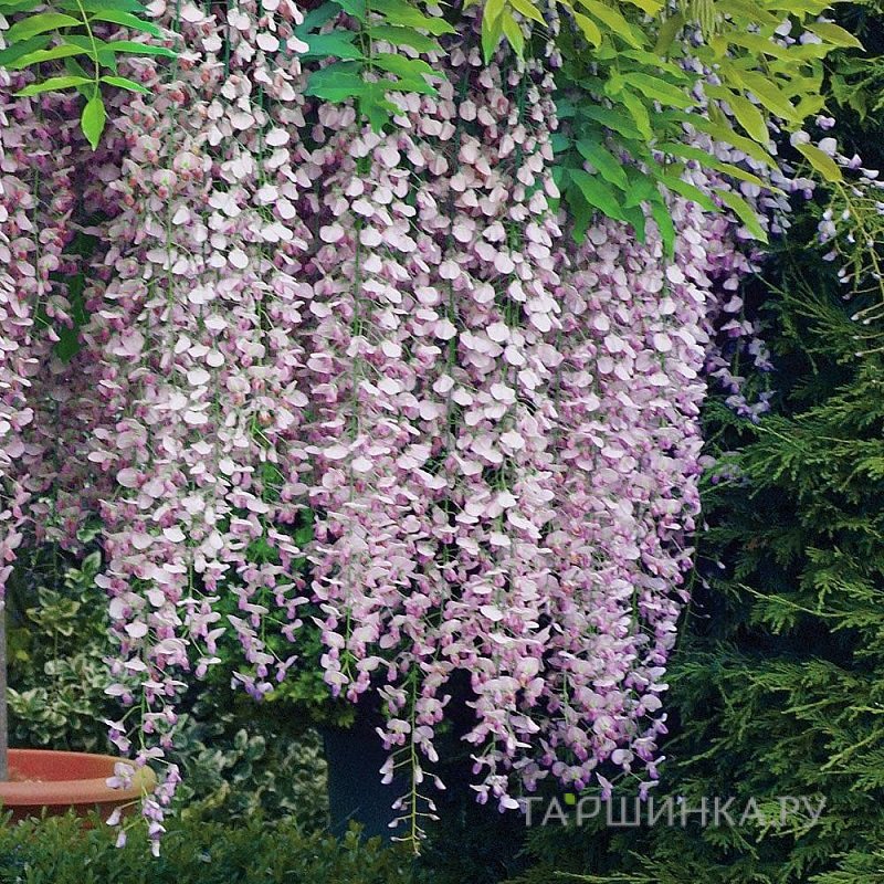 Глициния Розеа