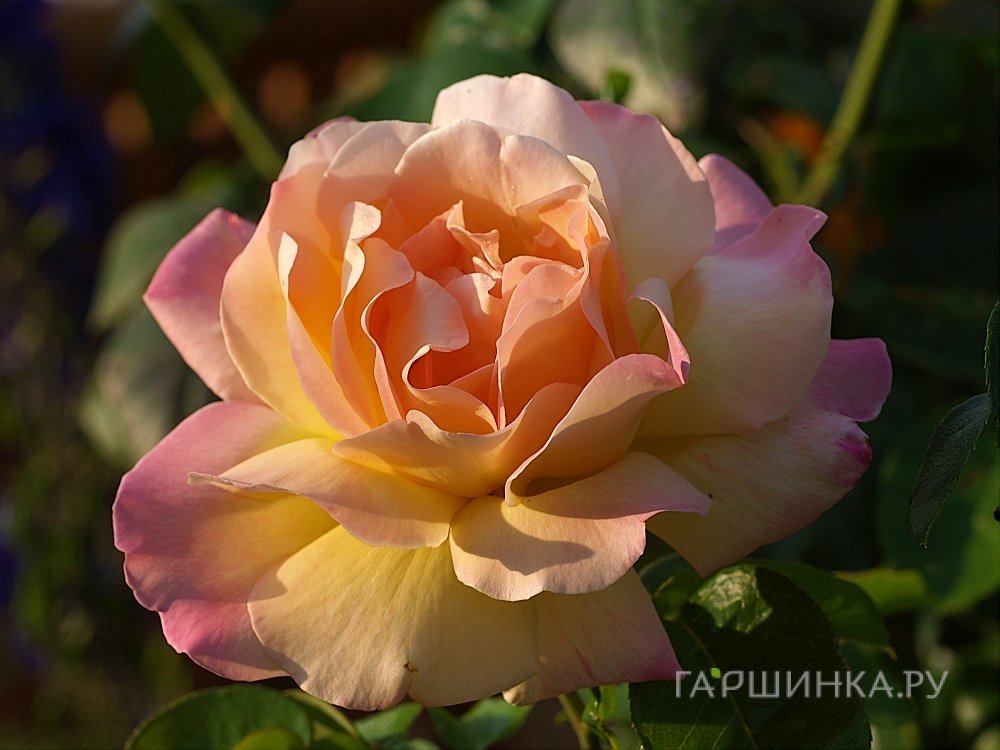 Роза Глория Дей чайно-гибридная, Тантау (лиц)