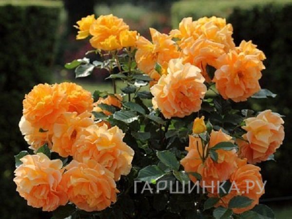 Роза Голдэльзе на штамбе 90см