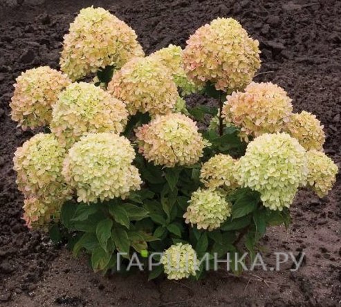 Гортензия Коттон крем (Хлопковый крем) метельчатая