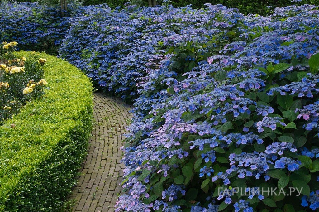 Гортензия пильчатая Вирл