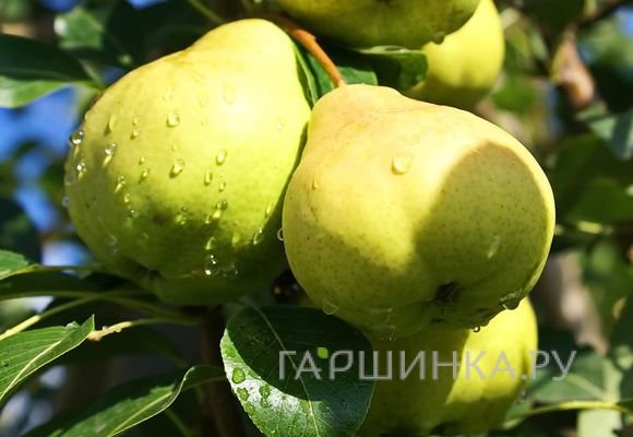 Груша Москвичка