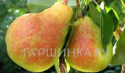 Груша Московская ранняя