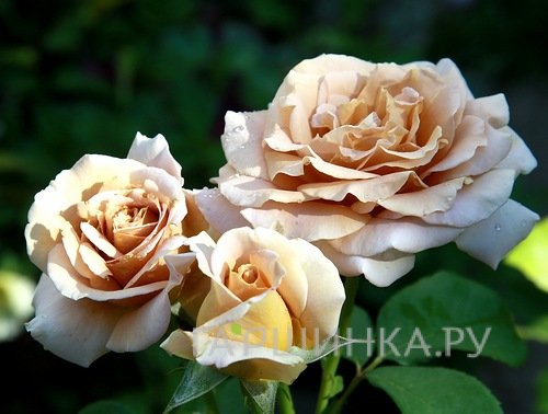 Роза Хани Дижон, Викс (лиц)