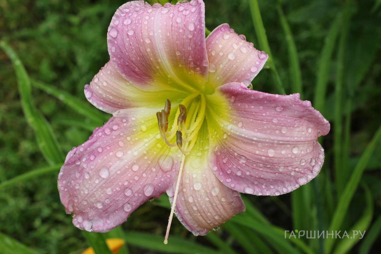 Лилейник Катерина Вудбери