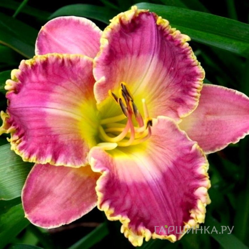 Лилейник Дэвид Киргхоф