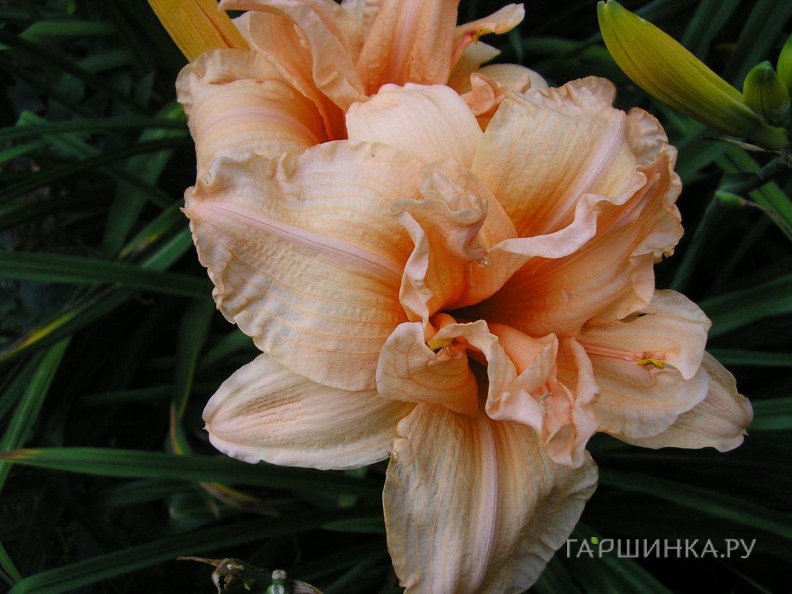 Лилейник Дабл Дрим