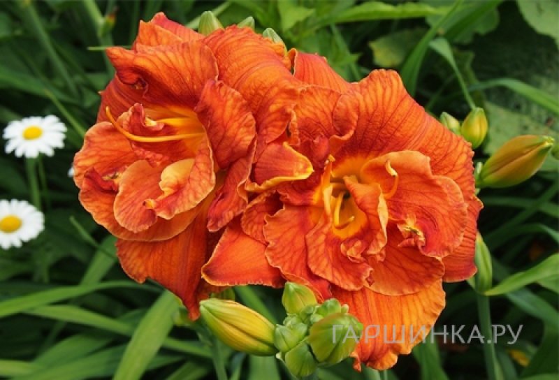 Лилейник Даблишес