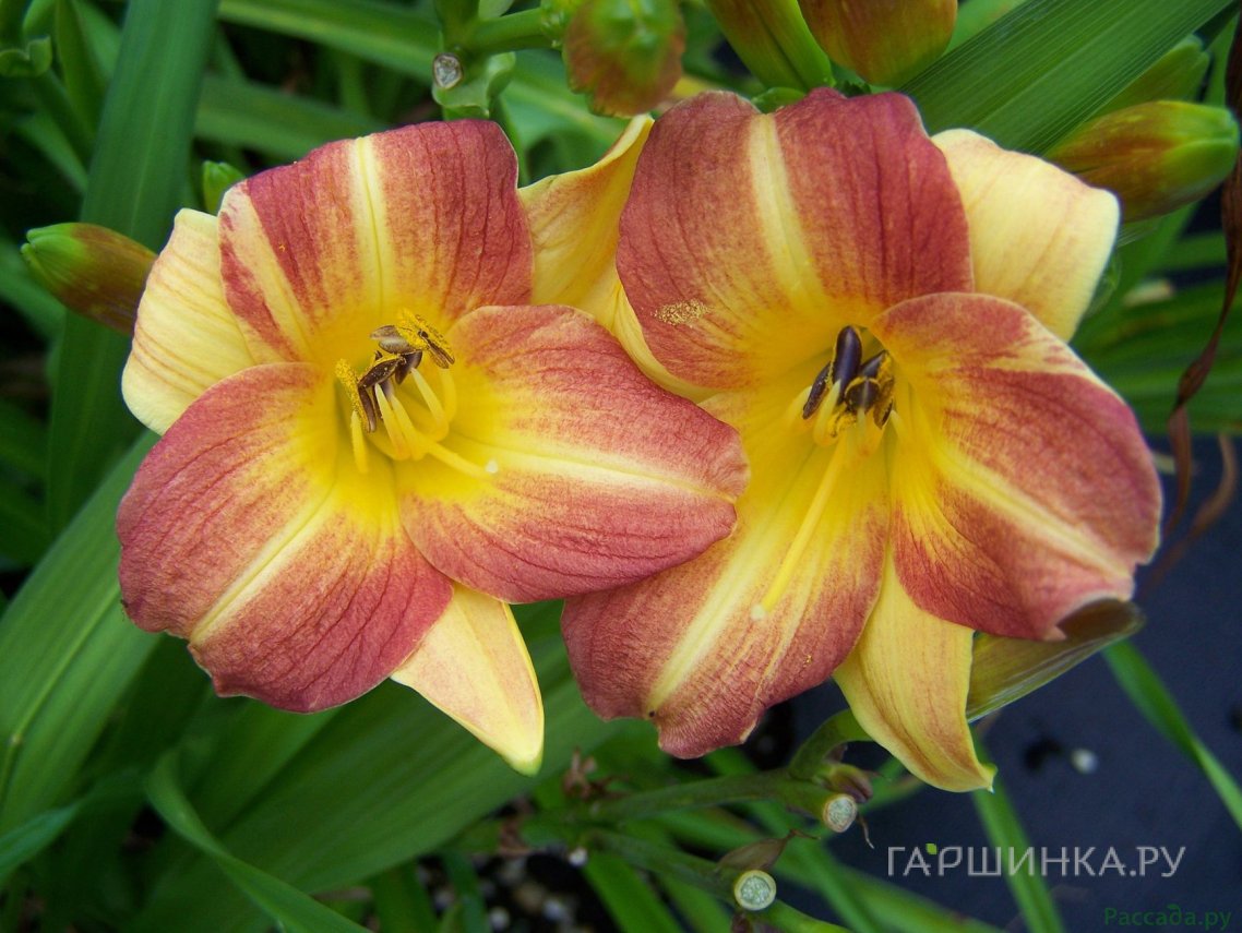 Лилейник Эни Алегро