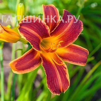 Лилейник Эври Дэйлили Ред Рибс