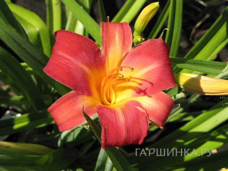 Лилейник Черри Чикс