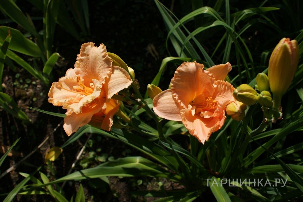 Лилейник Элизабет Солтер