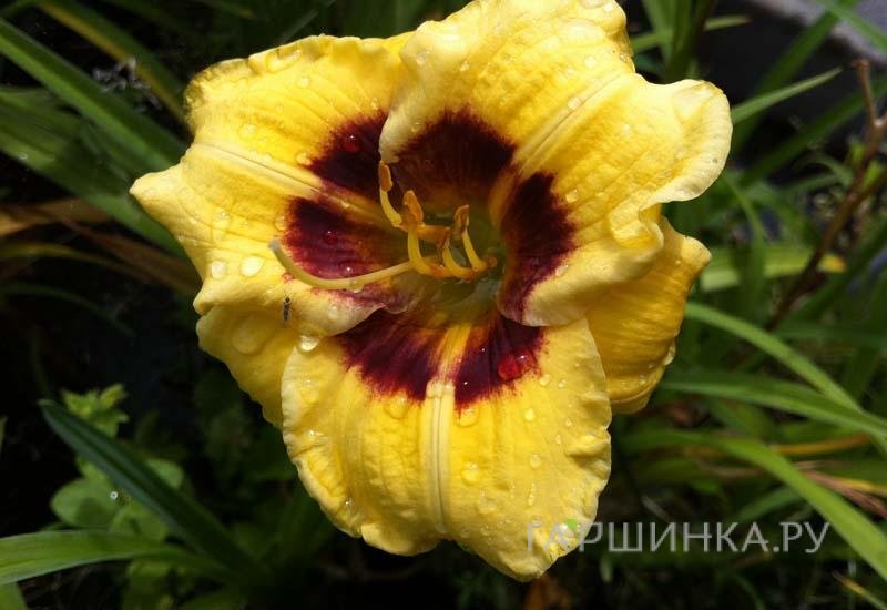 Лилейник Джейсон Салтер