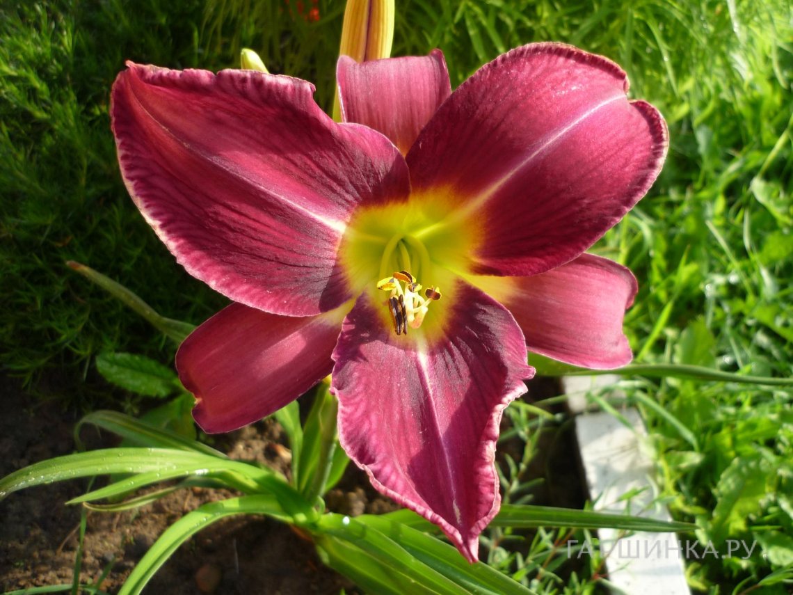 Лилейник Лавандер Дил