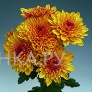 Хризантема Белла Голд