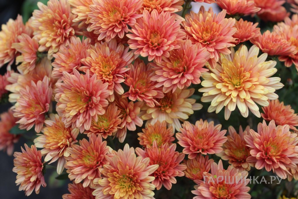 Хризантема мультифлора Бранфонтейн Априкот