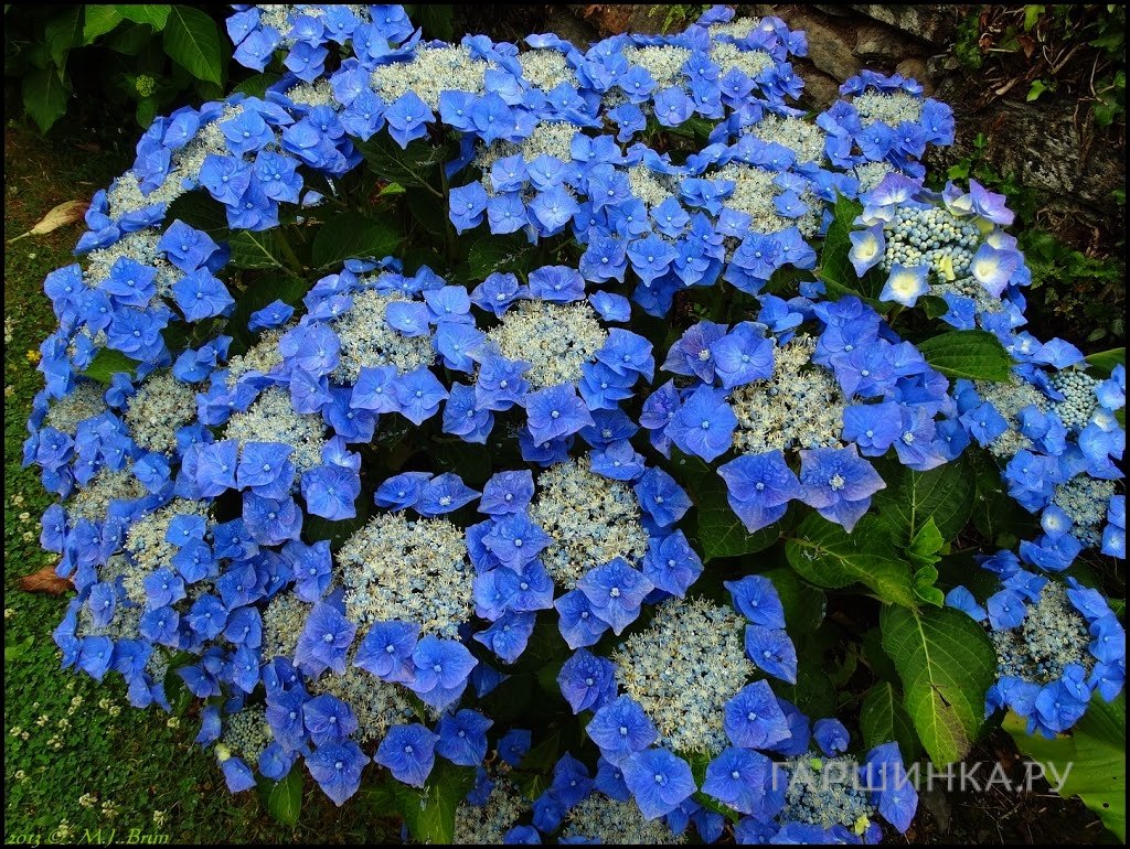 Гортензия Блаумайзе крупнолистная (макрофила)