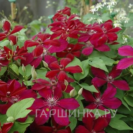 Клематис Вестерплатте крупноцветковый (2)