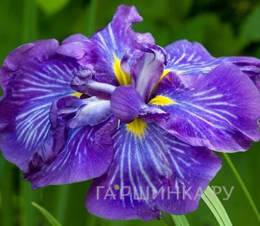 Ирис мечевидный Электрик Рэйс