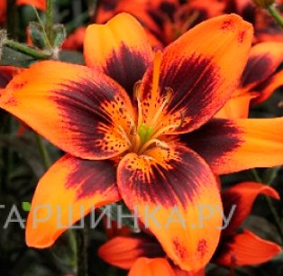 Лилия без пыльцы Изи Самба азиатская /2шт