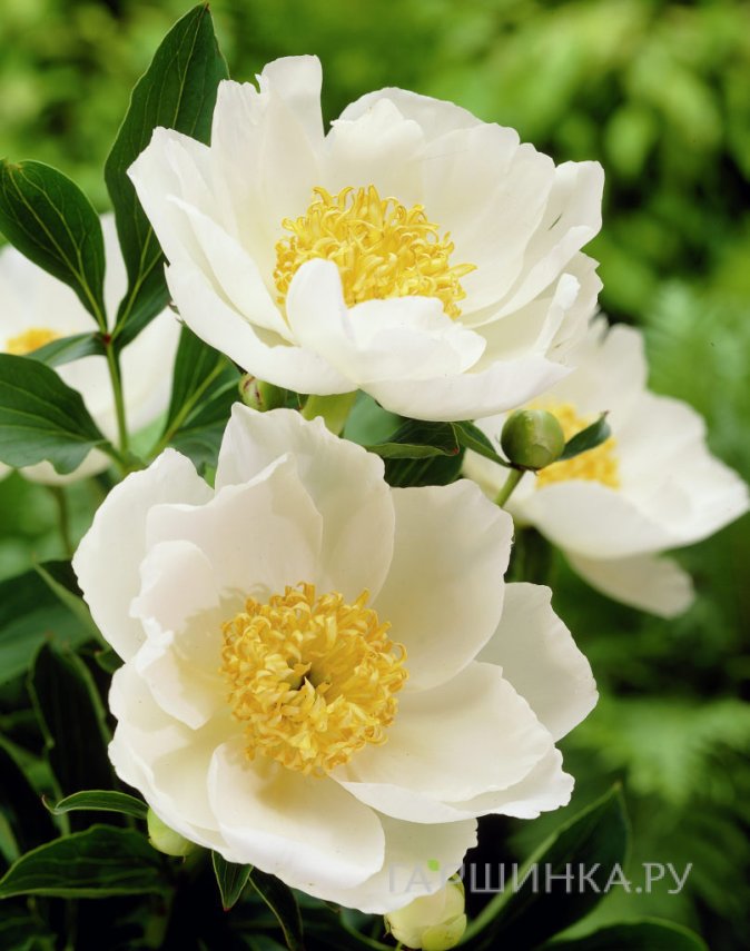 Пион Джон Ван Леувен