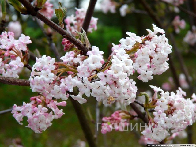 Калина Чарльз Ламонт зимнецветущая розовым