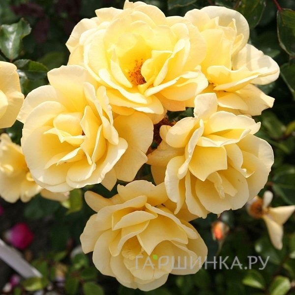 Роза Фотон флорибунда, Империал Роуз Imperial Rose