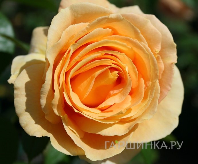 Роза Кэндллайт чайно-гибридная, Тантау (лиц)