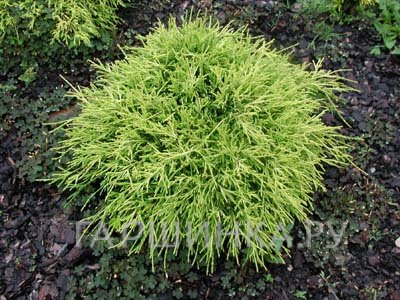 Кипарисовик Санголд горохоплодный