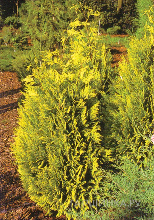 Кипарисовик Лавсона Ивонне