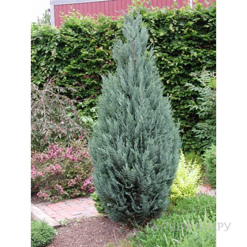 Кипарисовик Лавсона Колумнарис