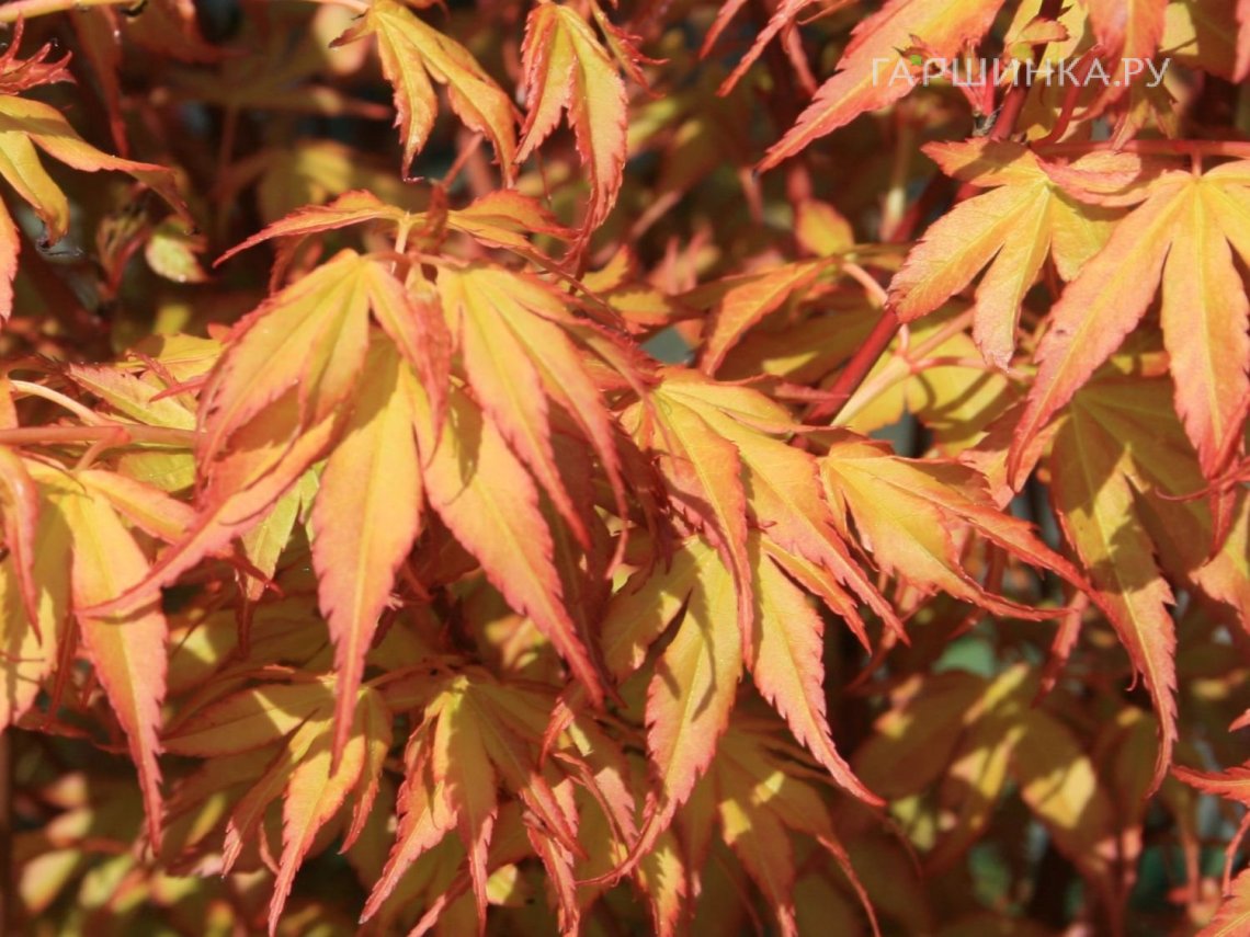 Клен Катсура веерный