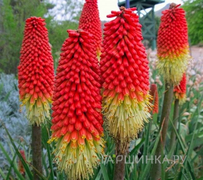 Книфофия Амэйзинг Фан