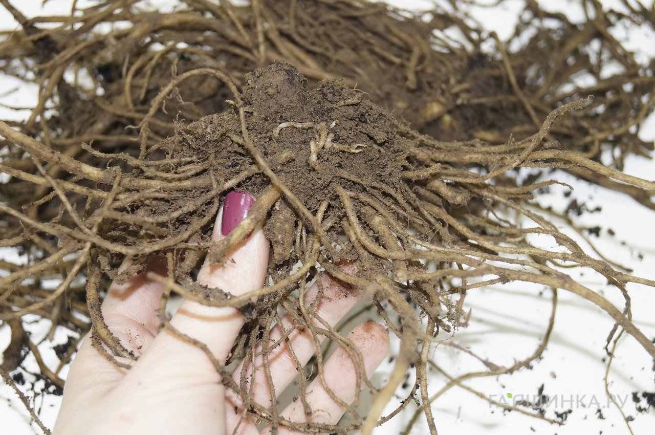 Колокольчик молочноцветковый Причардз Вэраети