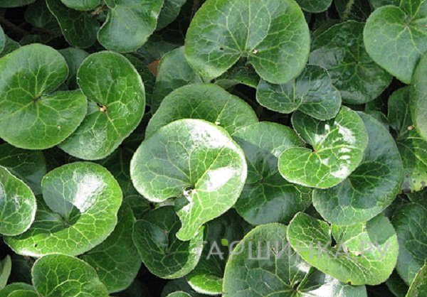 Копытень обыкновенный