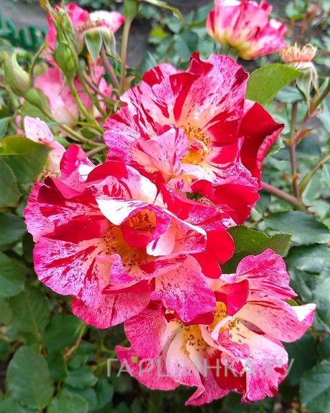 Роза Крейзи фо Ю, Викс (лиц)